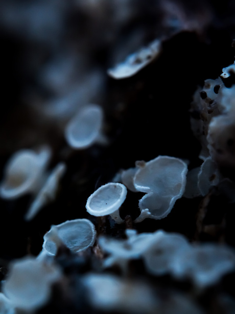 Gewoon franjekelkje (Lachnum virgineum)