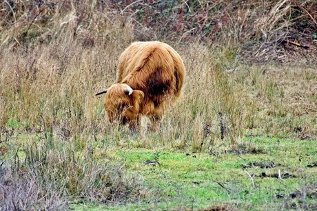 Schotse Hooglander