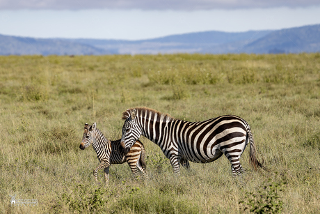 Serengeti