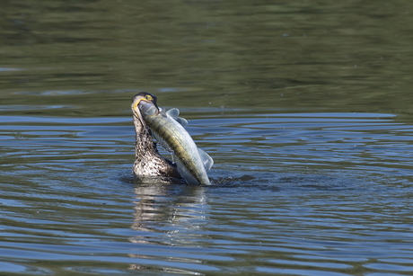 big catch
