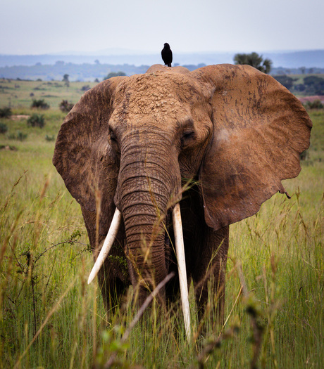 Olifant 