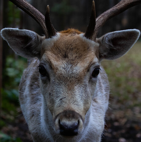 Mooi portret