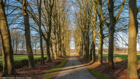 Beukenlaan in de winter