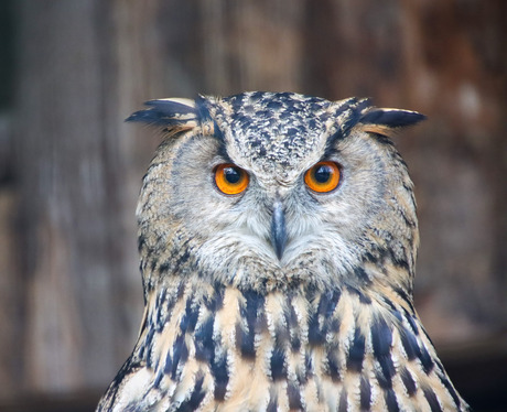 Portret van een uil