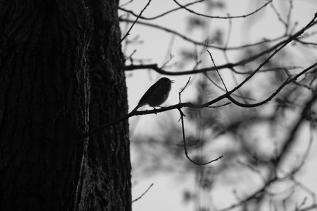 Lonely Singer Black and White