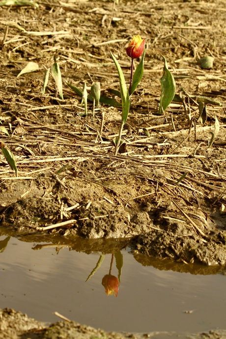 weerspiegeling