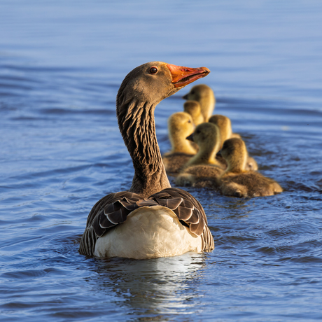 Weg wezen bij me kleintjes (Grauwe Gans)