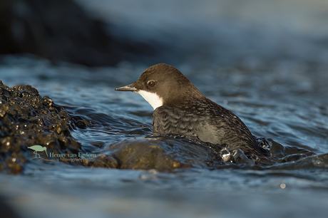 Zwartbuikwaterspreeuw