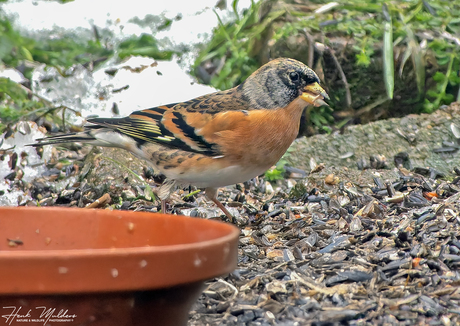 Keep (Fringilla montifringilla)