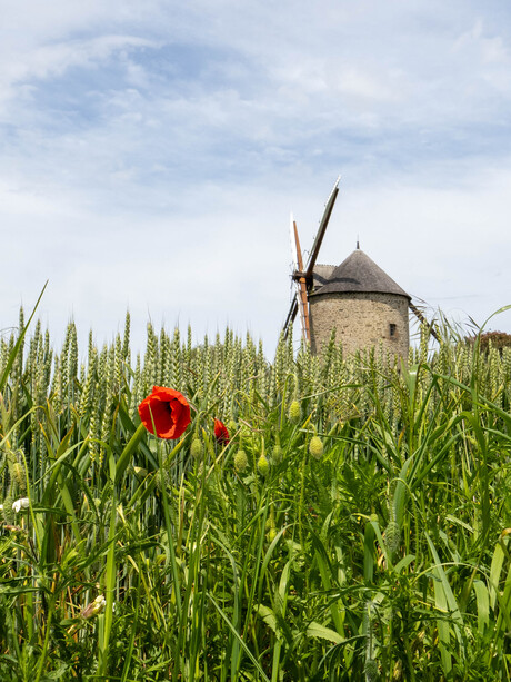 Molen met klaproos