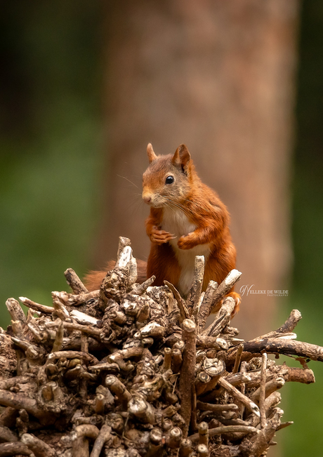 Schattig eekhoorntje