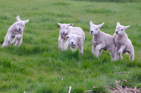 Blije lammetjes