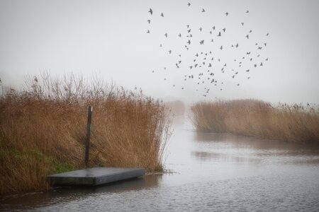 Mist langs de Bergervaart - Onderweg naar Bergen stopte ik even bij een picknicktafel. Even rondlopen en dan zie toch weer nieuw invalshoeken.  - foto door p.heins op 01-01-2025 - locatie: Bergen, Nederland - deze foto bevat: mist, polder, bergen, luminar, riet, canon, canon eos 5d mark iv, tamron 35-150mm f/2.8-4.0 di vc osd a043, iso 800, diafragma ƒ/8, sluitertijd 1/50s, brandpuntafstand 150mm, atmosferisch fenomeen, moeras, moerasland, vogel, reflectie, meer, zoetwatermoeras, takje, getijdenmoeras