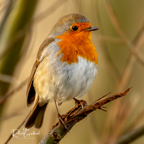 Roodborstje in het bos