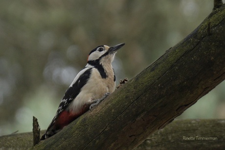 Grote bonte specht 
