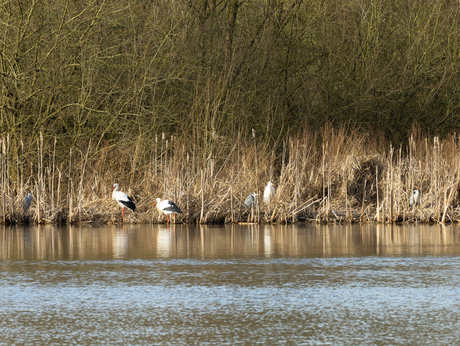 Watervogels