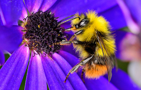 Hommel met een nieuwe jas ;)