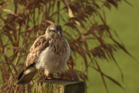 Buizerd