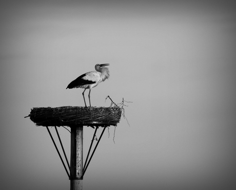 Natuur in z/w.