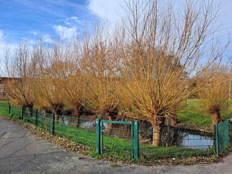 20260123 131720   Opstalwijk  Mooie Januari  dag in Naaldwijk op 23 jan 2026 