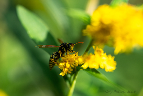 Wespje in het geel