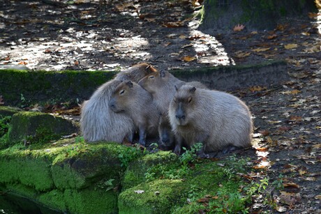 Capibara's