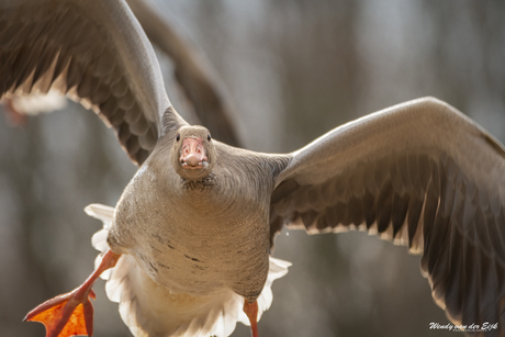 Grauwe gans vloog recht op mij af