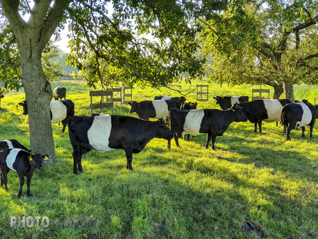 Lakervelders in Lakerveld