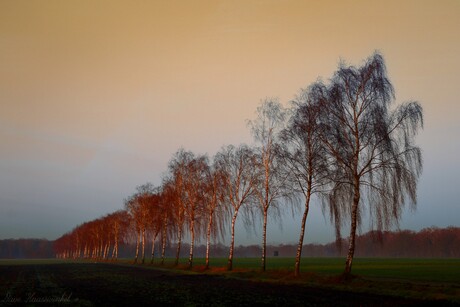 Berkenrijtje 