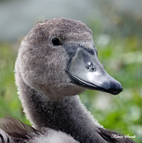 "Zo trots als een..."