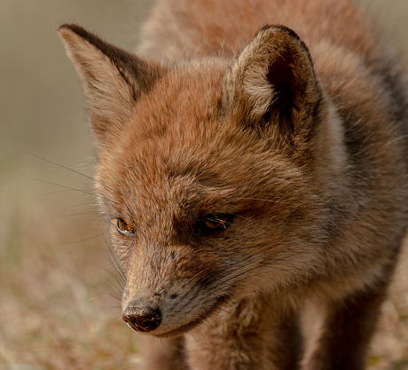 Jonge vosjes in de duinen.