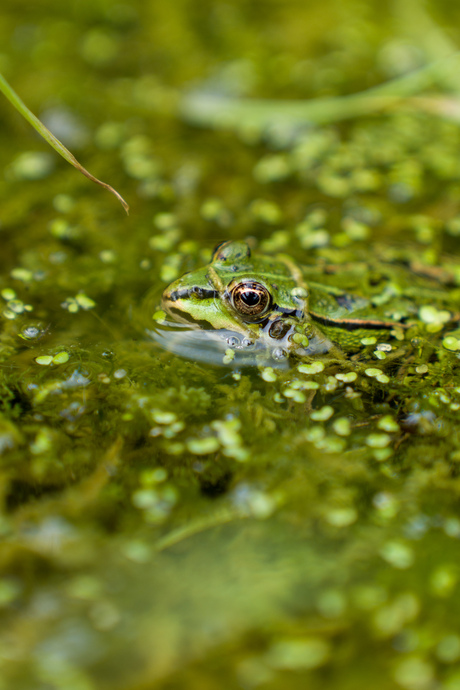 Groene kikker 