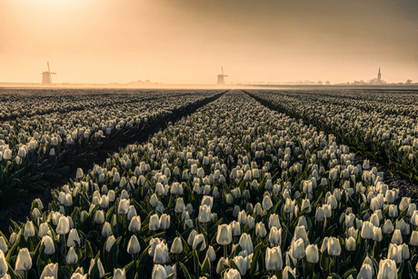 Wit tulpenveld in goud licht