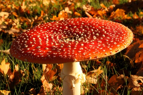 Rood met witte stippen