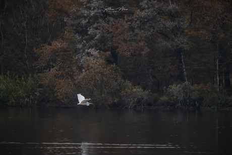 Zilverreiger 