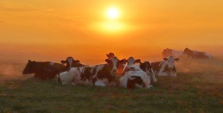 Koeien in de mist bij zonsopkomst