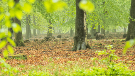 Rotte wilde varkens met frislingen