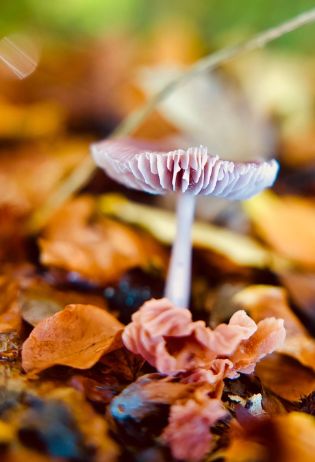 Paarse eenling tussen de herfstkleuren