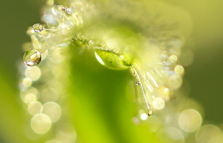 Macro bubbels.. 