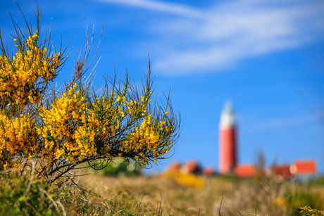 De rode vuurtoren van Texel in de gele brem en blauwe lucht, een mooie primaire kleurencombinatie