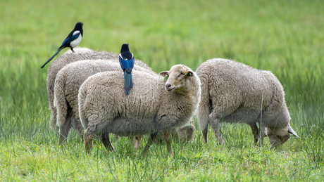 Eksters op schapen