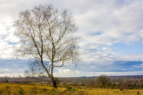 Noetselerberg (Noselerbearg)