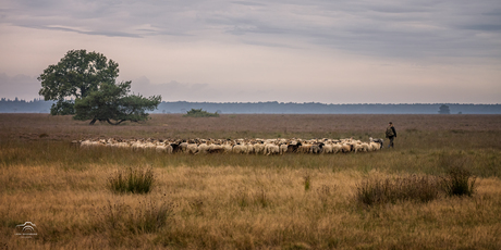 Vertrek uit de schaapskooi Ruinen
