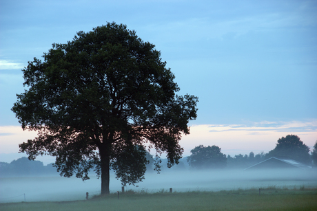 landschap 