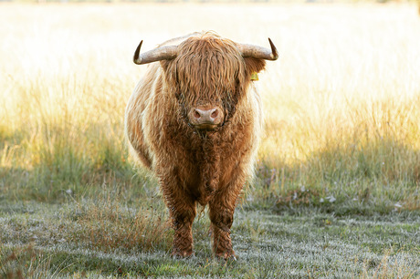 Schotse hooglander 