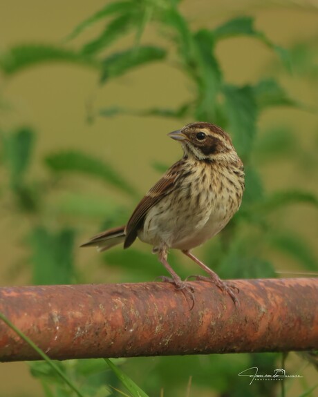  Rietgors / Reed Bunting / Emberiza schoeniclus