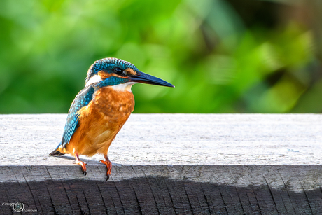 Kingfisher