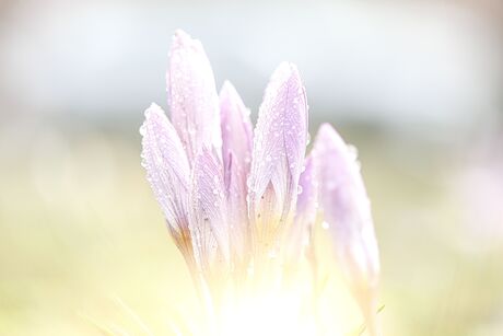 Krokussen na een regenbui
