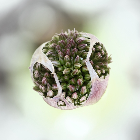 Allium Globemaster, ...
