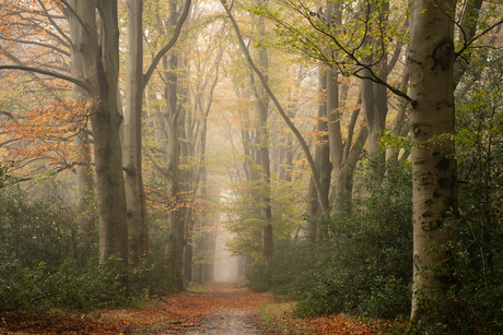 Herfst op de Veluwe